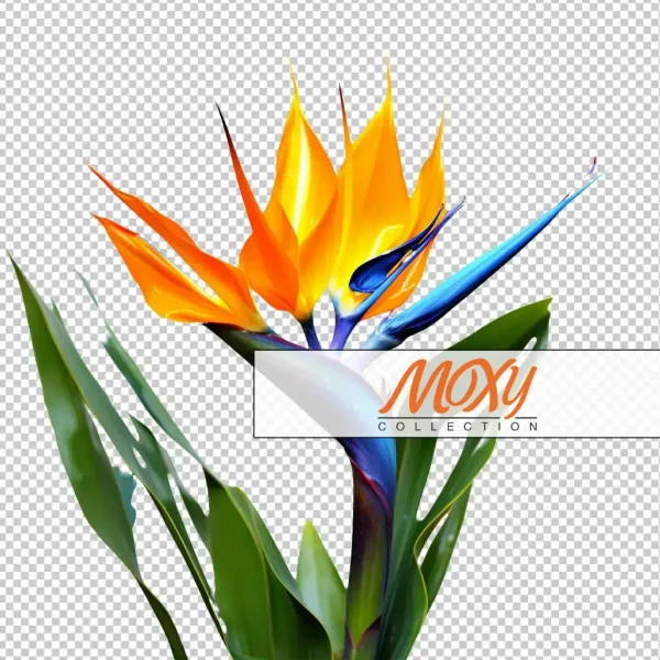 Exotic Blooms: Vibrant Bird-of-Paradise Art 05